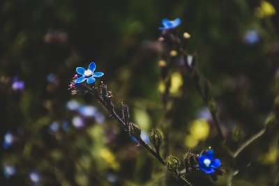 蓝色的花儿在透镜倾斜转变
